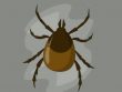 Lyme Disease
