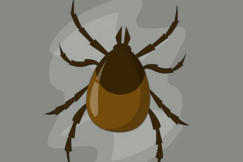 Lyme Disease