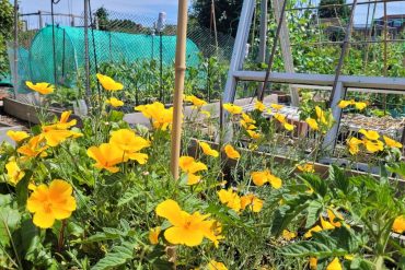 Hayes Horticultural Society Autumn Show 2024