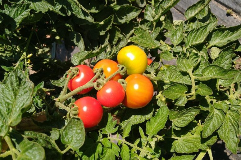 Tomato Cocktail Crush